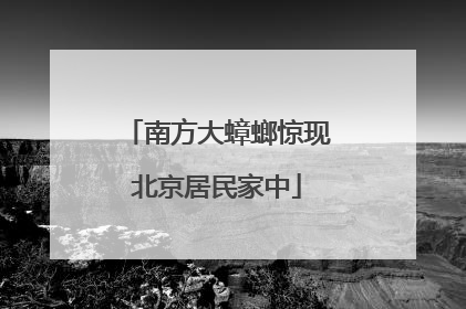 南方大蟑螂惊现北京居民家中
